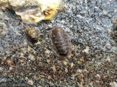 Lepidozona coreanica