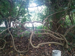 Ficus vasculosa