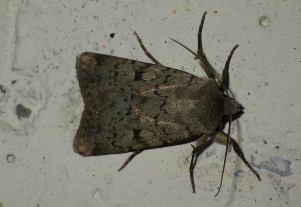 Epipsilia grisescens