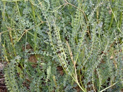 Swainsona microphylla