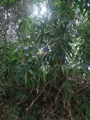 Schizostachyum diffusum