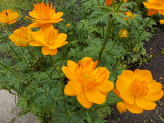 Trollius ledebourii