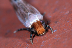 Tinea semifulvella