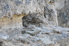 Neophron percnopterus