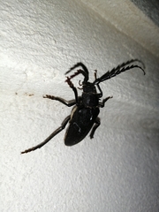 Prionus besikanus