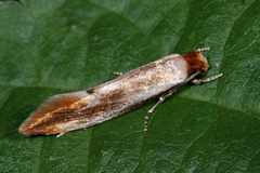 Tinea semifulvella