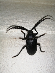 Prionus besikanus