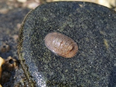 Ischnochiton comptus