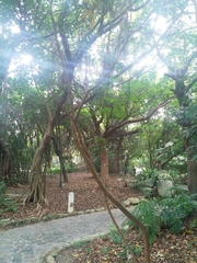 Decaspermum gracilentum