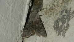 Agrotis simplonia