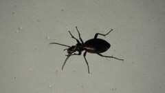 Carabus depressus