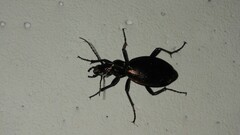 Carabus depressus