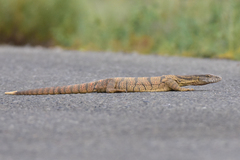 Varanus griseus caspius