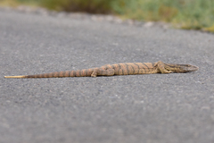 Varanus griseus caspius