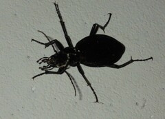Carabus depressus