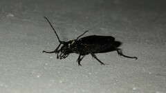 Carabus depressus