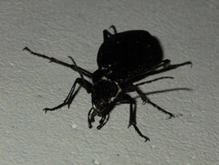 Carabus depressus