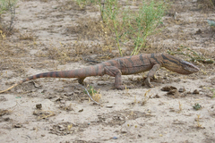 Varanus griseus caspius
