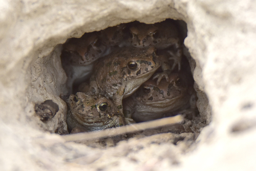 Pewzow's Toad, Bufotes pewzowi