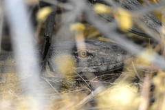 Varanus griseus caspius