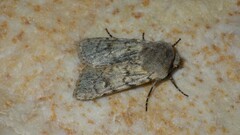 Agrotis simplonia