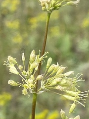Silene chersonensis