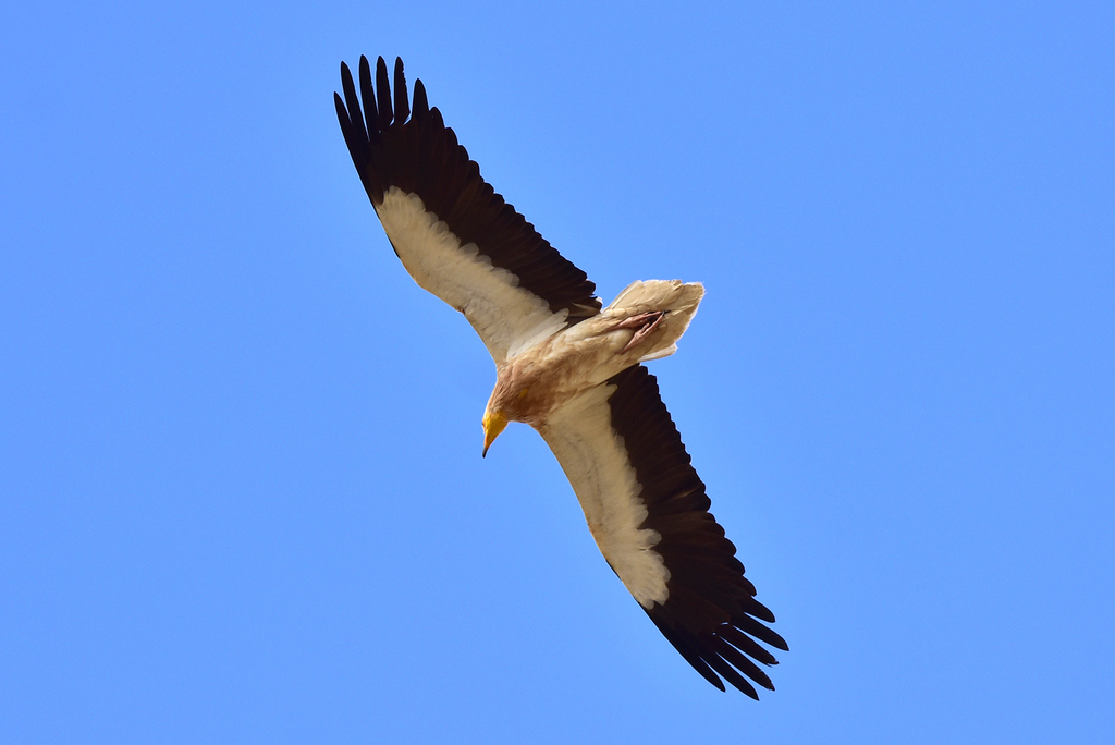 Foto de Egyptian Vulture
