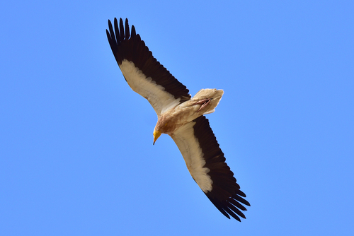 Egyptian Vulture