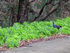 Porphyrio melanotus