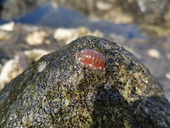 Ischnochiton comptus