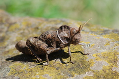 Lobosceliana