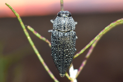Lampetis argentata
