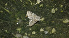 Agrotis simplonia