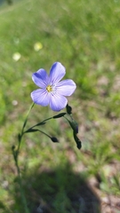 Linum baicalense