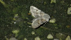 Agrotis simplonia