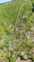 Linum baicalense