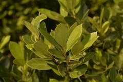 Cryptocarya triplinervis