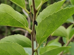 Lycorma delicatula