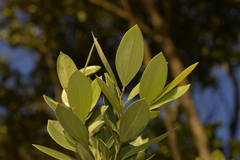 Cryptocarya triplinervis