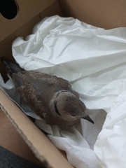 Streptopelia tranquebarica humilis