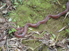 Oreocryptophis porphyraceus