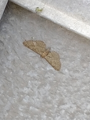 Eupithecia haworthiata