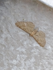 Eupithecia haworthiata