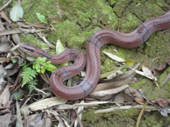 Oreocryptophis porphyraceus
