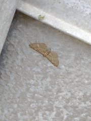 Eupithecia haworthiata