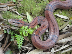 Oreocryptophis porphyraceus