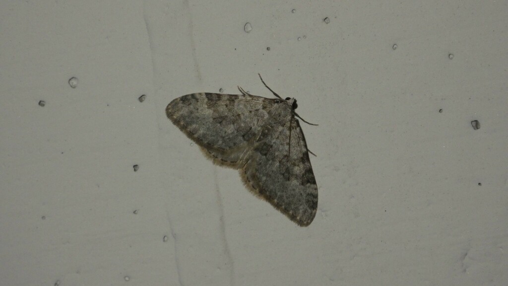 Nebula achromaria