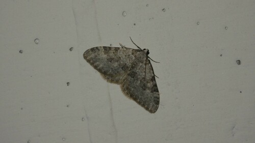 Nébuleuse achromatique (La)