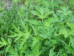 Heracleum dissectum