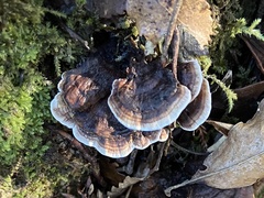 Phellodon nothofagi